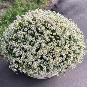 Композиция в корзине из 151 ромашки в Мытищах