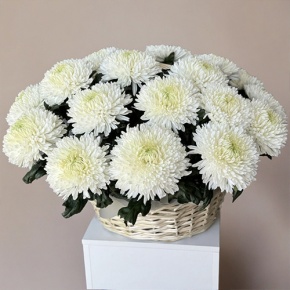 Композиция в корзине из 25 хризантем Магнум в Мытищах