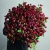 Монобукет из 75 кустовых роз Марун (70 см) в Мытищах Монобукет из 75 кустовых роз Марун (70 см) в Мытищах