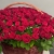 Композиция в корзине из 151 красной розы в Мытищах Композиция в корзине из 151 красной розы в Мытищах
