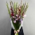 Букет из 25 гладиолусов микс в Мытищах Букет из 25 гладиолусов микс в Мытищах