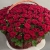 Композиция в корзине из 151 красной розы в Мытищах Композиция в корзине из 151 красной розы в Мытищах