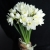Букет из 25 нарциссов в Мытищах Букет из 25 нарциссов в Мытищах